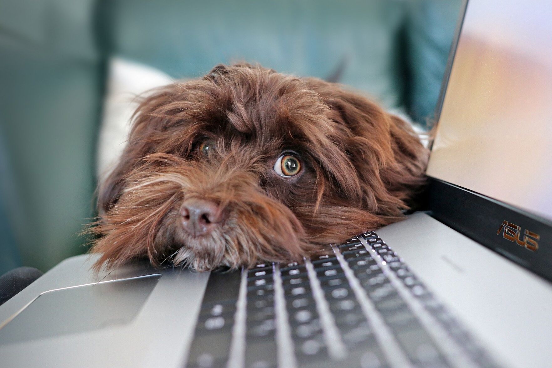 Dog at computer